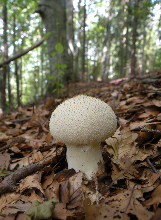 Lycoperdon e dintorni